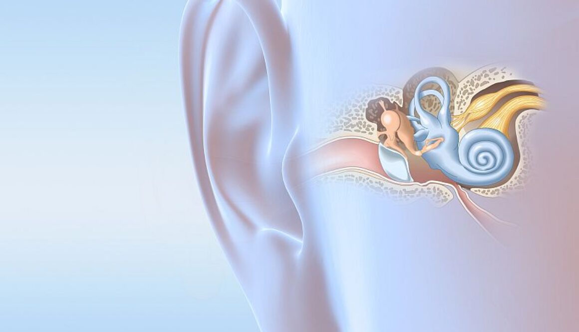 Human ear anatomy, medically 3D illustration